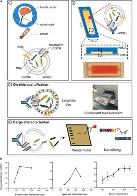 Extracellular Vesicles in Serum and Central Nervous System Tissues Contain microRNA Signatures in Sporadic Amyotrophic Lateral Sclerosis